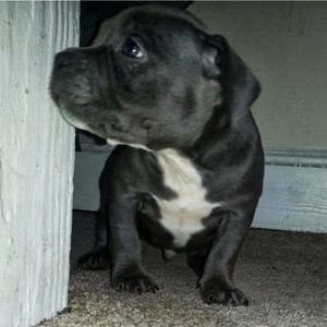 Meet your Posher, Herald